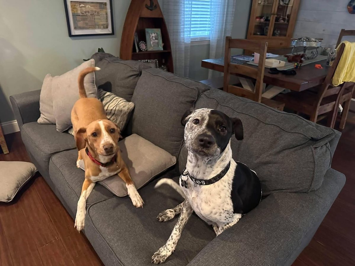 Two dogs relaxing together on their own couch