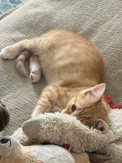 Orange kitten cuddling a stuffed animal