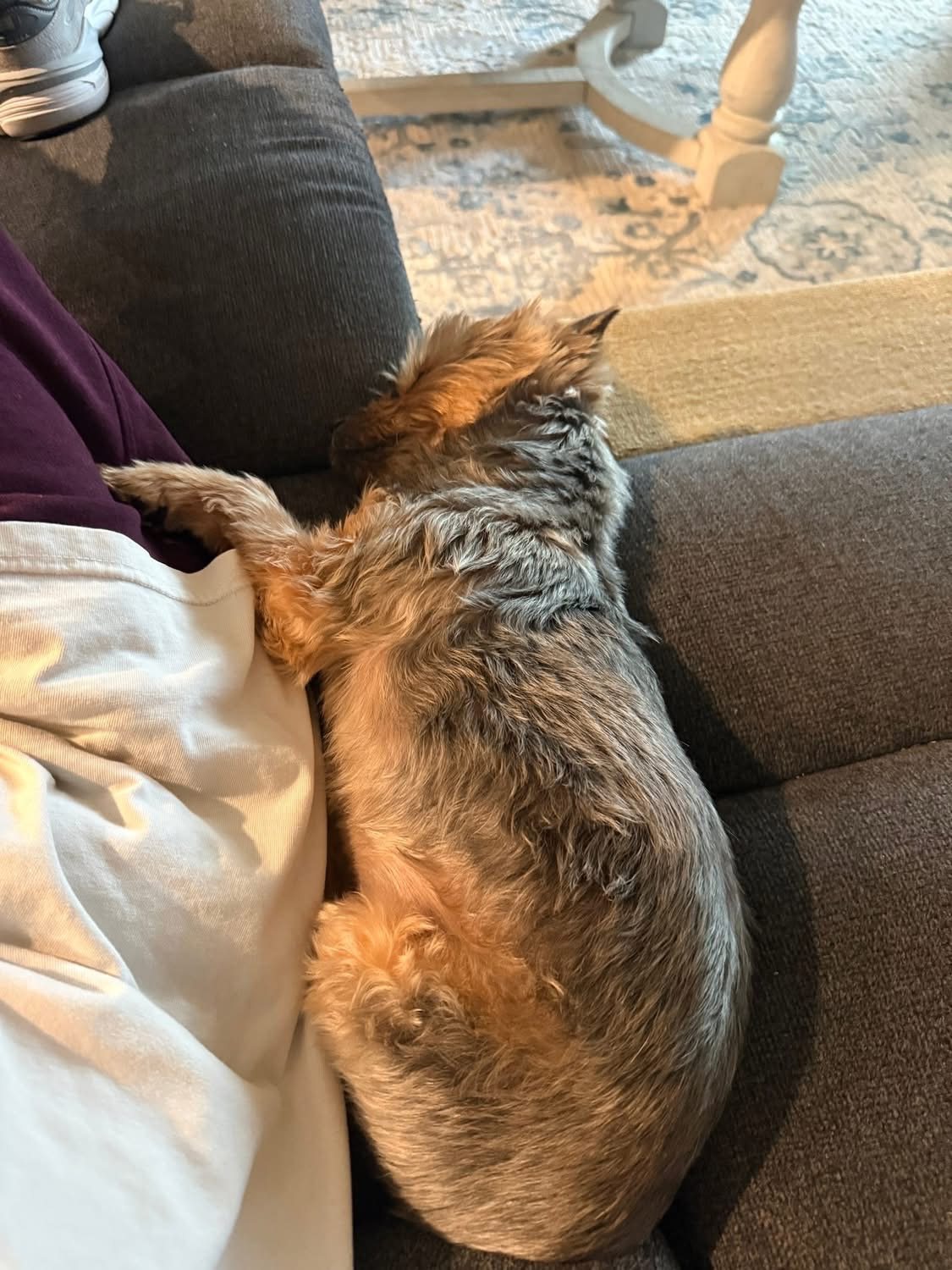 Small dog cuddled beside Mary