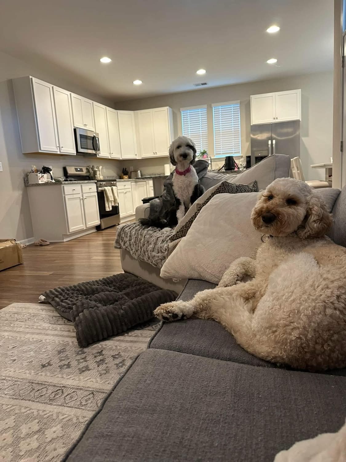 Two dogs relaxing on their couch