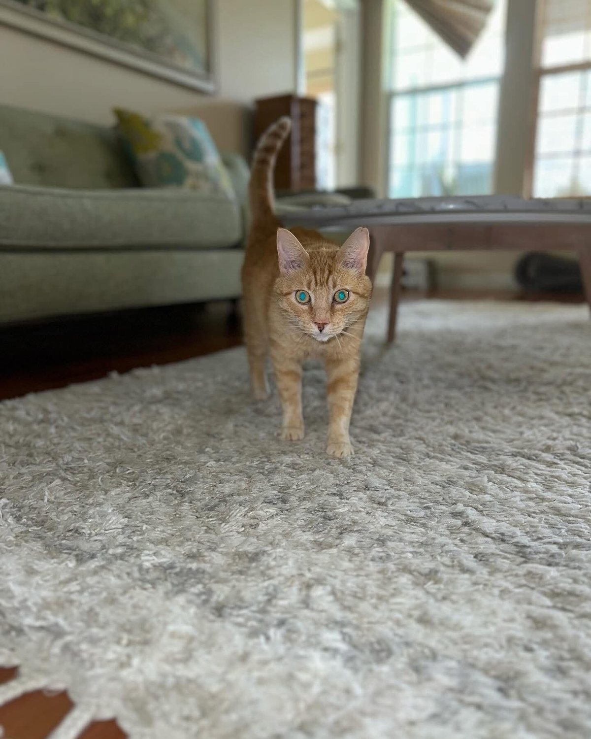 Orange cat walking across a rug