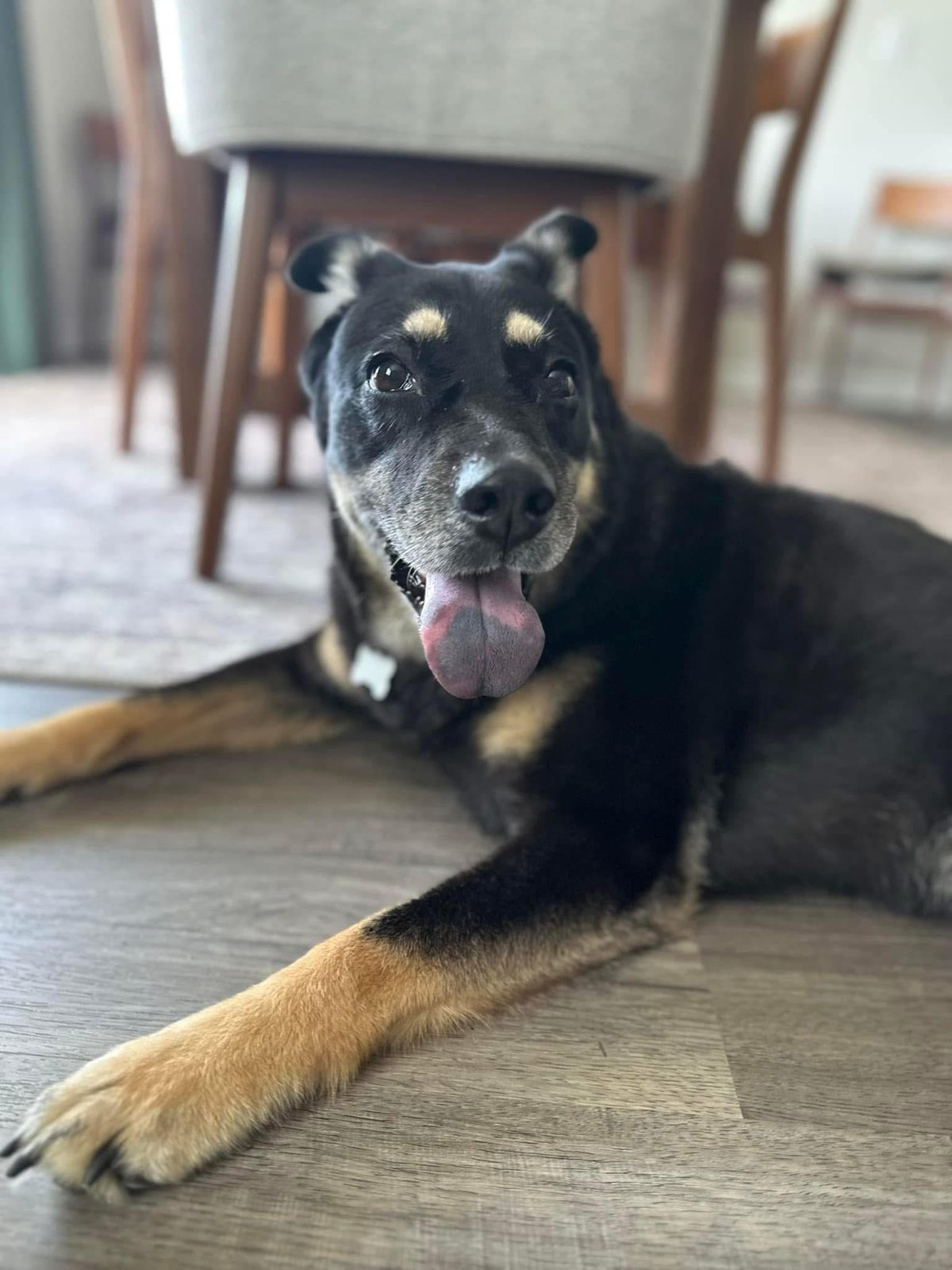 Happy senior dog at home