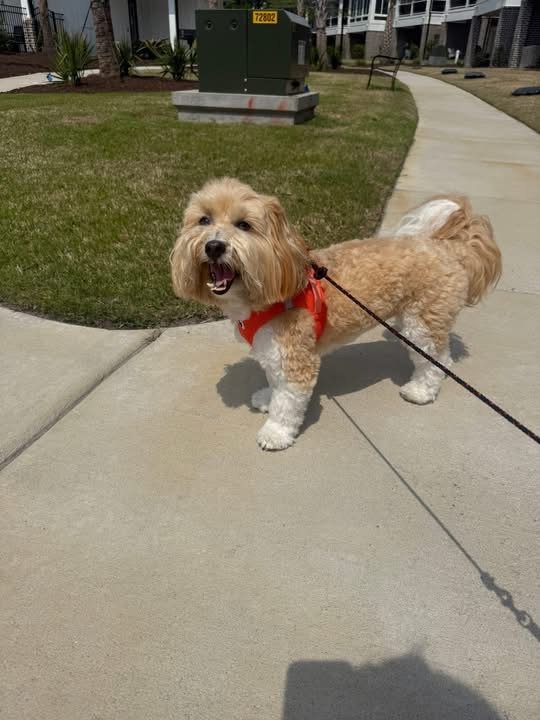 Small dog enjoying a neighborhood walk