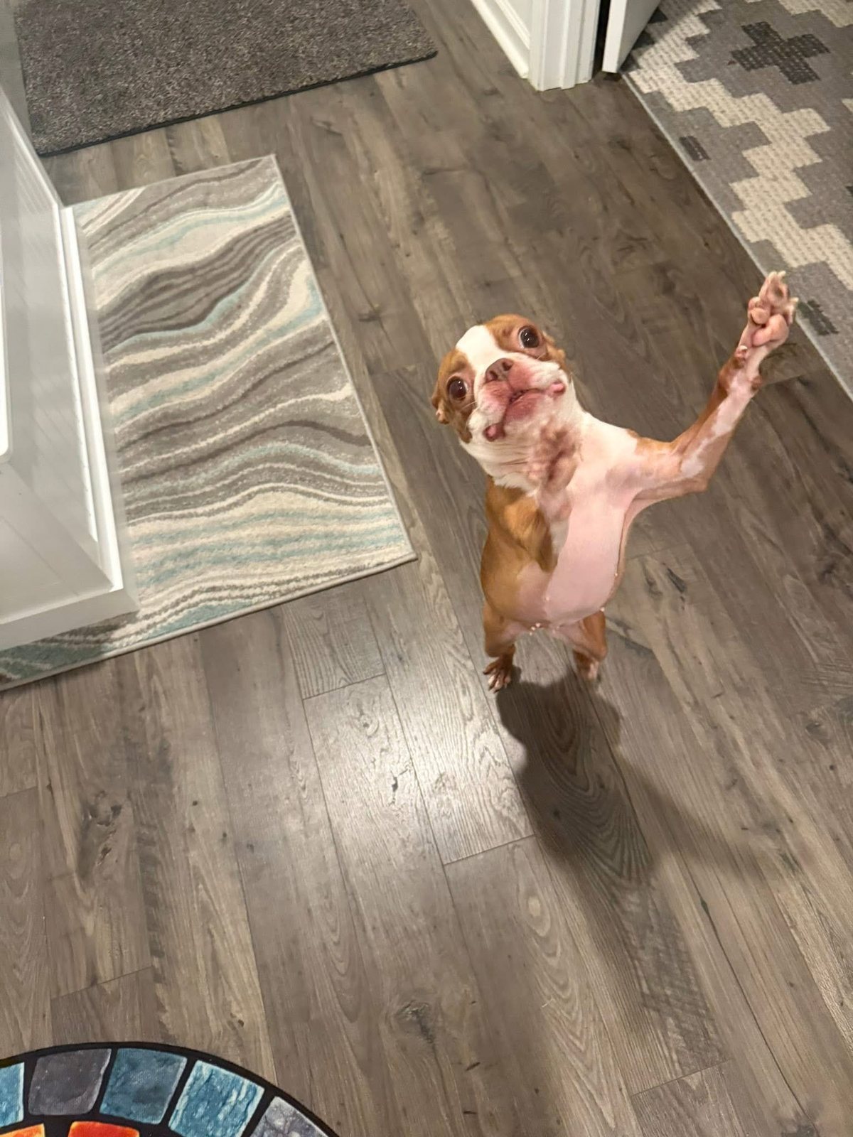 Boston terrier standing up and waving